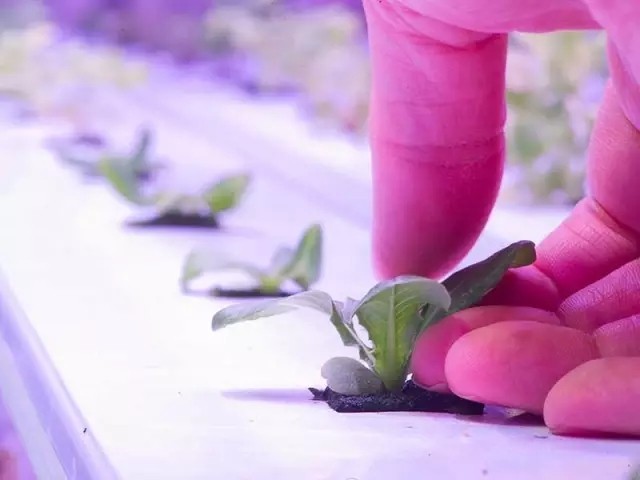 3、LED燈配合水耕技術在北極圈種菜