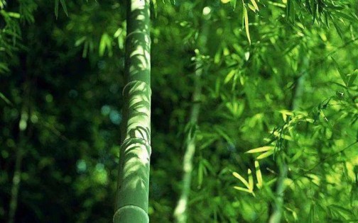 1+N模式，一起來探討人文藝術(shù)瓷磚的原創(chuàng)密碼！